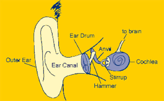 Ear Diagram