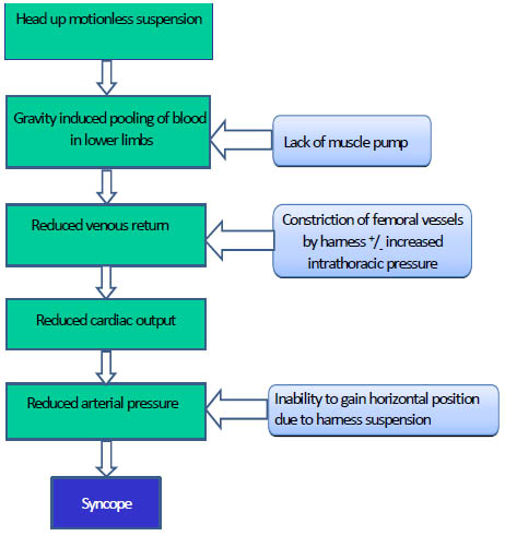 Figure 1 - The Mechanism of Suspension Syncope