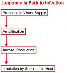 graphic of legionnela path to infection