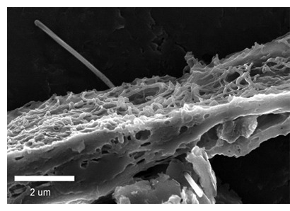 photo of a multi-walled carbon nanotube penetrating the lung