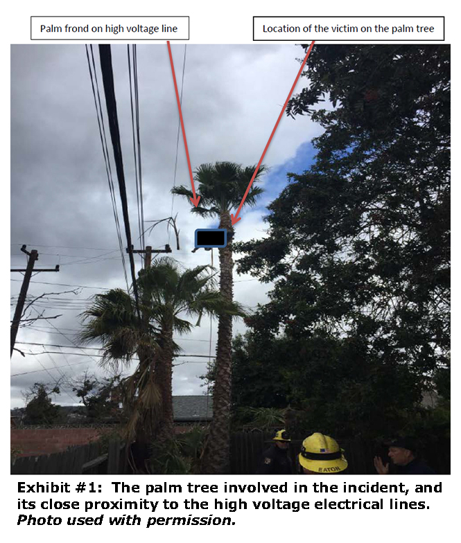 Photo of he palm tree involved in the incident, and its close proximity to the high voltage electrical lines