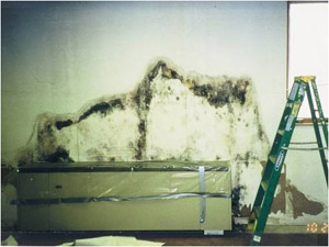 Photo of mold damage in building 