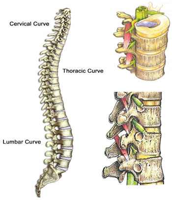 spine