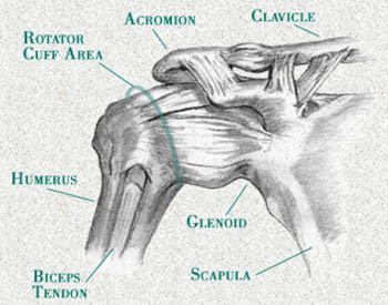 shoulder anatomy