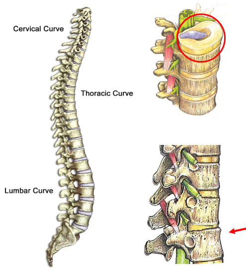 spine