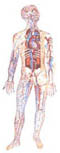 human anatomy 