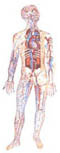 human anatomy