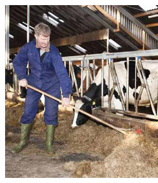 Dairy worker raking straw