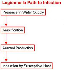 graphic of legionnela path to infection