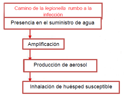 Graphico de camino de la legionella rumbo a la infeccion