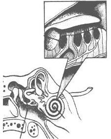 cochlea picture