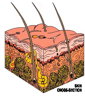 skin cross-section diagram