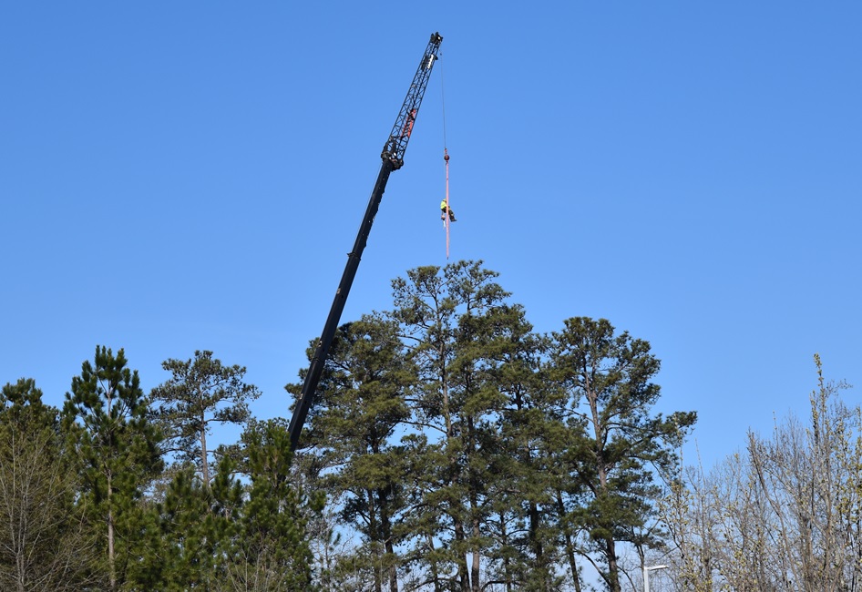 Arborist being raised by crane to trim trees